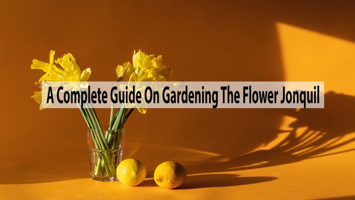 A Complete Guide On Gardening The Flower Jonquil